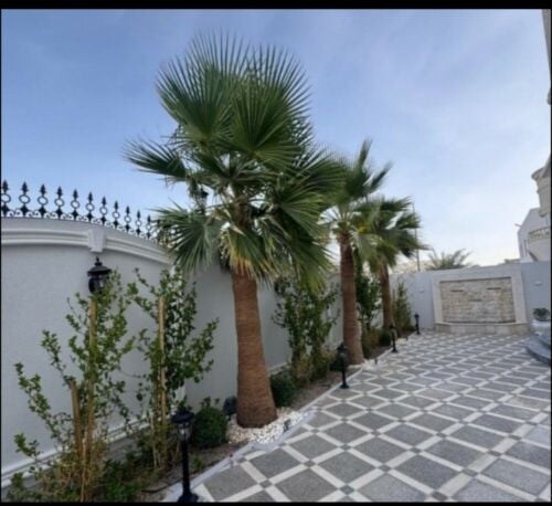 زراعه النخيل بأنواعه والزينه