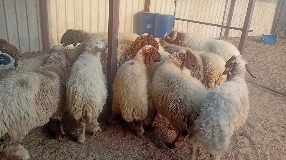 مطلوب شوهات سوريات