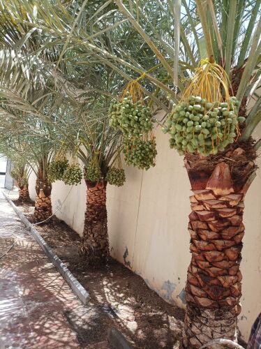 عنايه وتنظيف النخيل