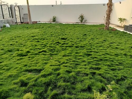 زراعه حديقه