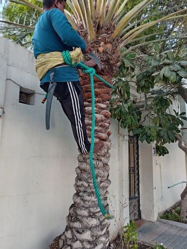 تكريب النخيل