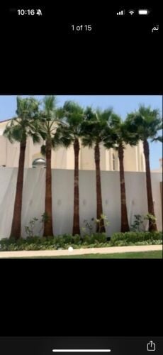 نخل زينه وشنتني ونخل مثمر