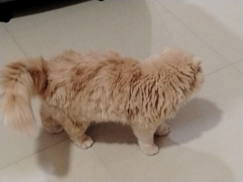 sirazi cat name maliki