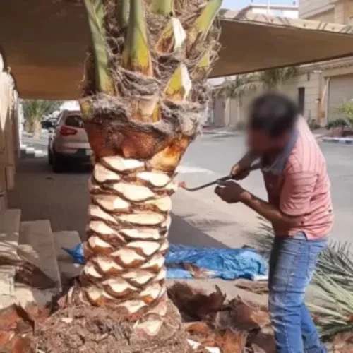 تكريب وتلقيح النخل