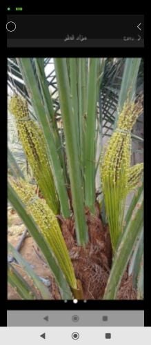 تلقيح النخيل