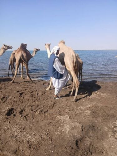 توفير من السودان
