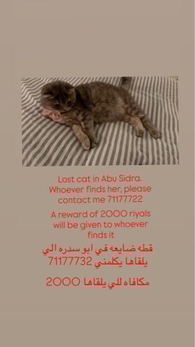 cat lost in Abu Sidra