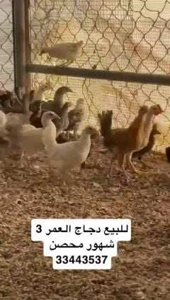 للبيع دجاج