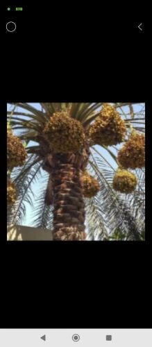 تلقيح النخيل