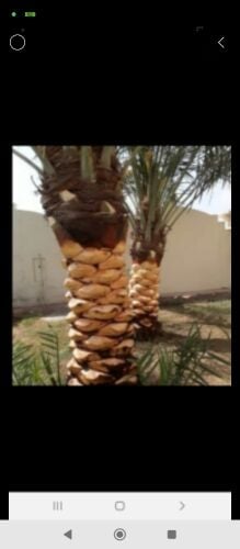 تقريب وتلقيح ورش النخيل