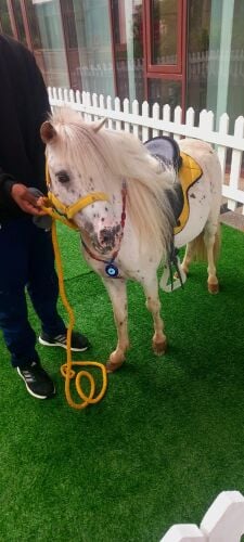 للايجار بوني للاطفال