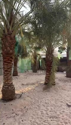 تكريب نخيل وتسميد ومبيد