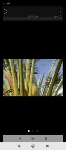 تلقيح وتقريب النخيل