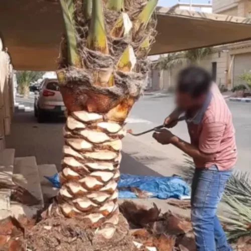 تكريب وتقليم نخيل وتلقيح