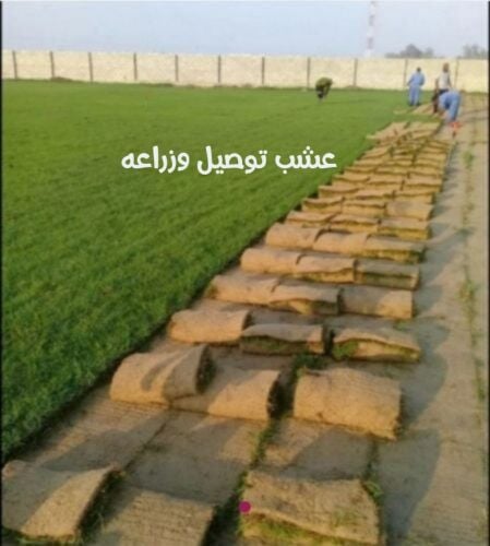 العشب الطبيعي وطين وسماد