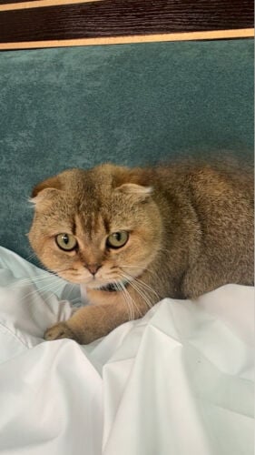 للبيع قطه 