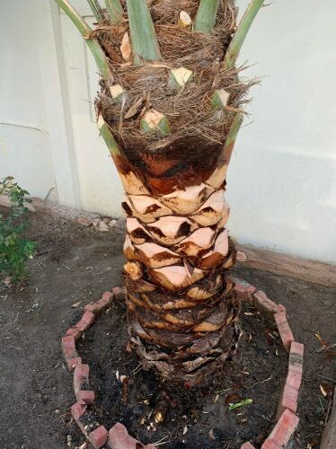 تركيب النخيل