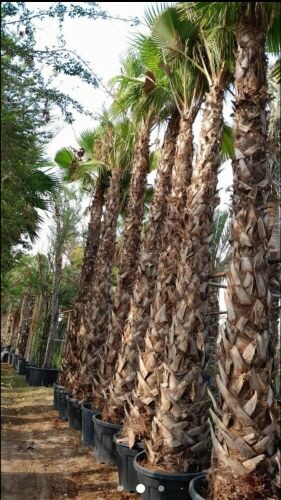 نخل زينه وشنتني ونخل مثمر