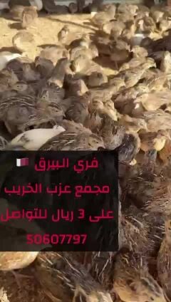 فري