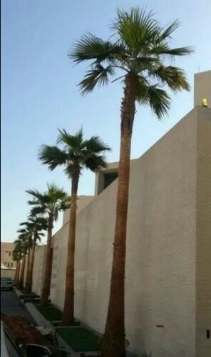 توريد وتركيب النخل الزينه وشنتني