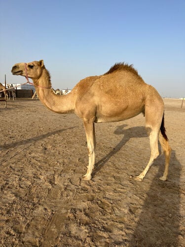مهجنه طيبه 