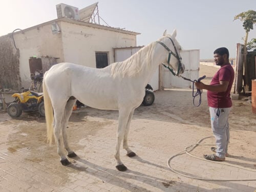 حصان عربي فحال 