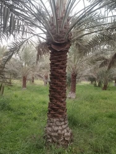 تكريب وتقليم نخيل