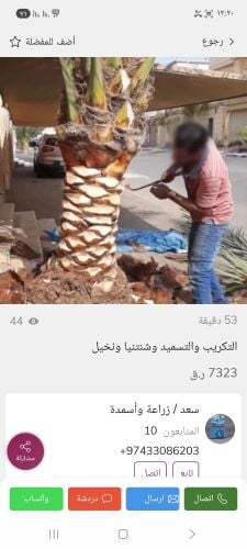 تكريب وتقليم نخيل
