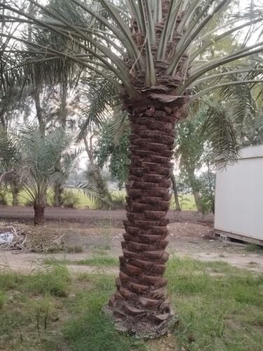 تقليم نخيل ووشنطونا