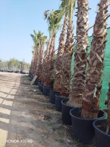 نخل زينه وشنتني ونخل زينه