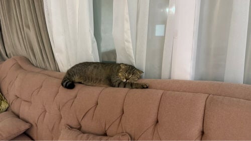 لورا 