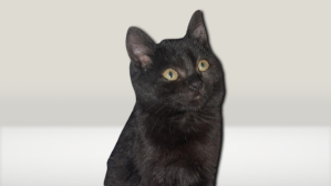 Black kitten