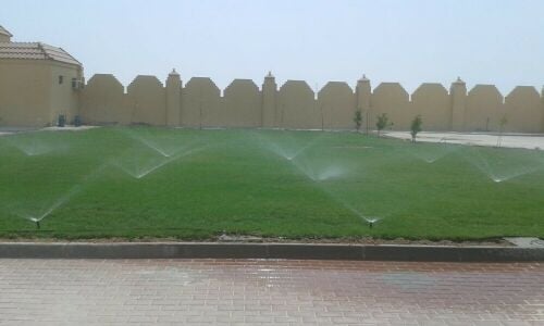 عشب طبيعي 55079950