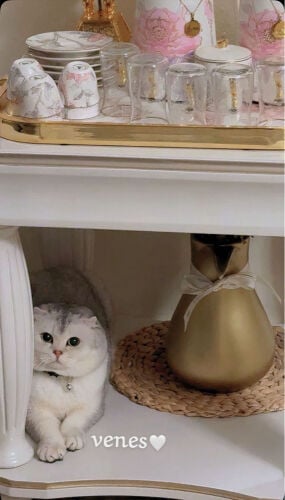 Mating pure Scottish fold