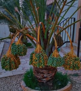 توريدوزراعه النخيل المنتج والزينه