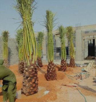 توريدوزراعه النخيل المثمر والزينه