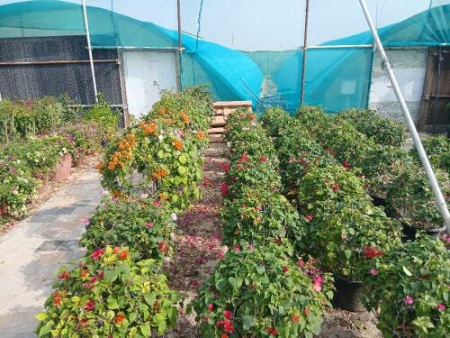 كل ما يتعلق بالزراعة والديكور