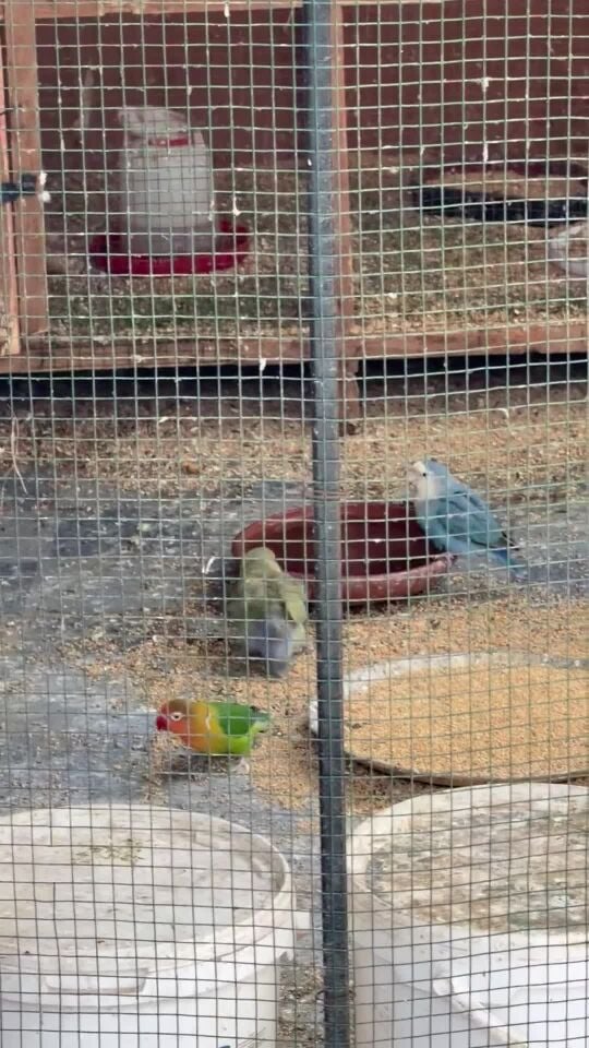 home breeded love birds for sale