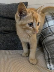 ginger