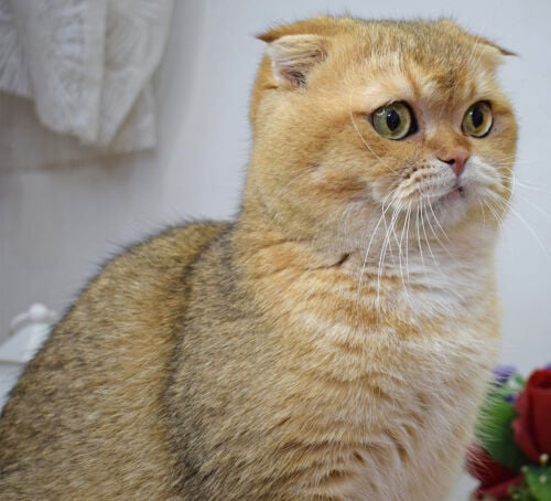  A cat Scottish fold / 