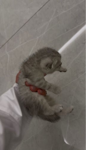 قطط سكوتش فولد 