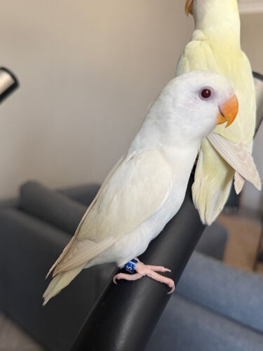 Love Bird