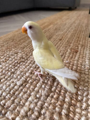 Love Bird