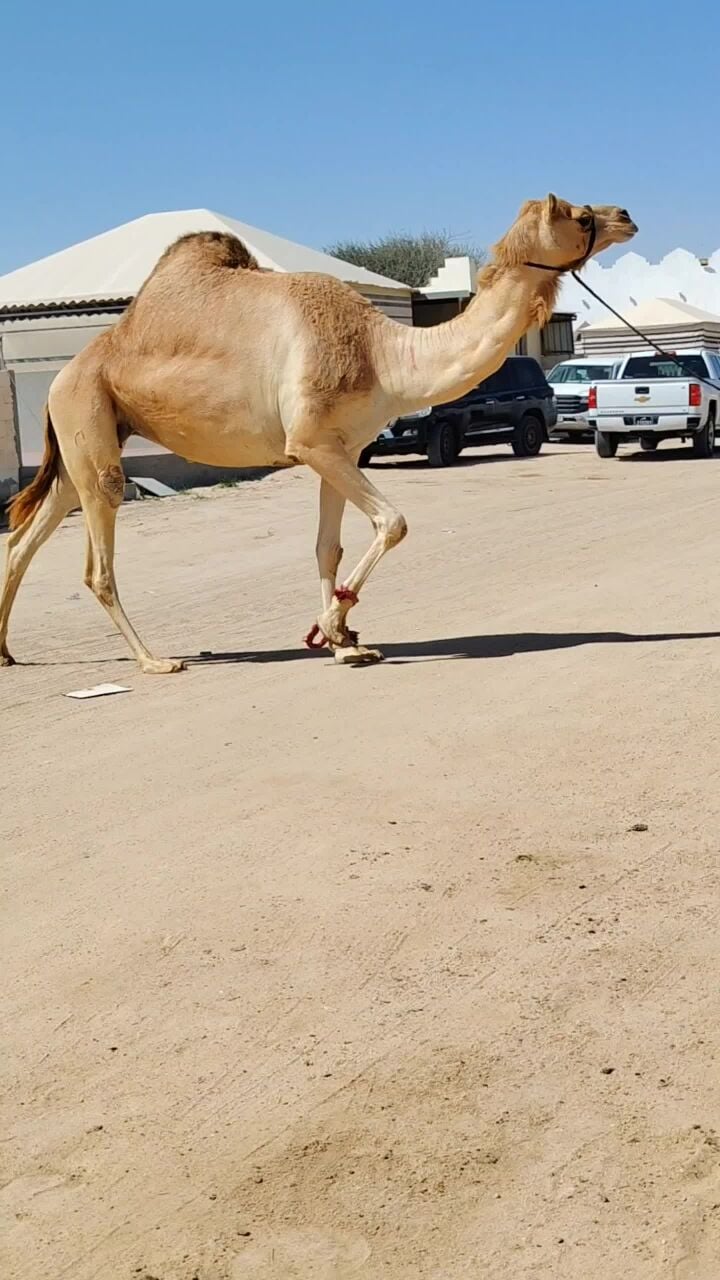 عمانيه لقحه