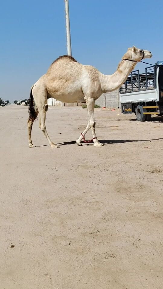 حره لقحه