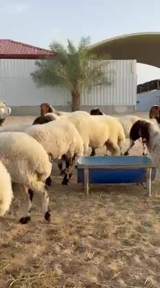 فحل سوري