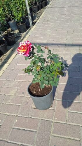 جميع انواع الورد الجميل