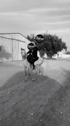 الخيل حار ماشاءالله 