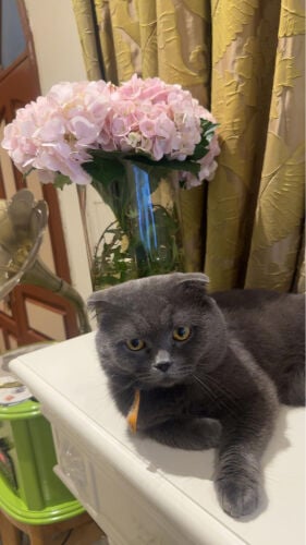 Leo