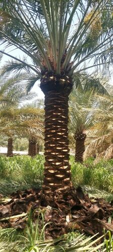تنظيف النخيل 55079950